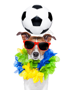 Brazil 滑稽足球狗图片