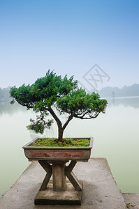 中国绿色美芝树植物盆栽陶器植物群生长环境木头爱好土壤花朵图片