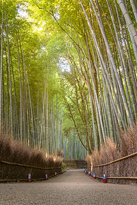 日本京都青山秋季的美丽天然竹林 位于日本京都的阿拉希山森林叶子旅行旅游观光环境地标日出季节植物图片