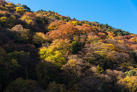 日本京都秋季岚山山上美丽的自然五颜六色的树叶 岚山是日本京都的旅游胜地之一首都森林公园季节叶子吸引力观光丘陵场景游客图片