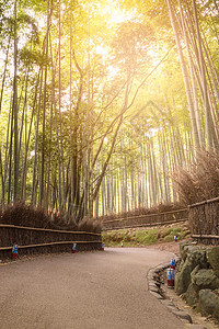 日本京都青山秋季的美丽天然竹林 位于日本京都的阿拉希山植物木头竹子吸引力文化小路树林森林季节环境图片