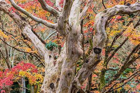 在日本京都的秋天季节 日式花园中美丽的自然树叶多彩场景旅行叶子旅游吸引力地标大街植物森林公园图片