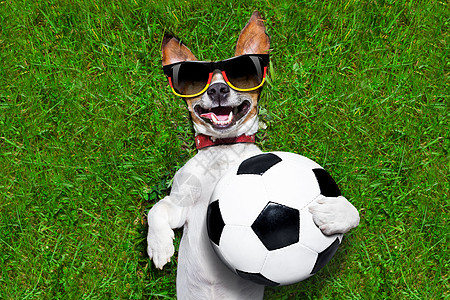 有趣的德国足球犬图片