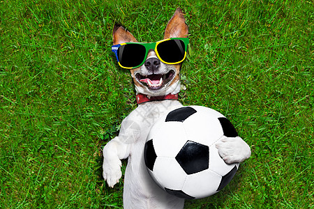 有趣的布拉齐尔足球犬图片
