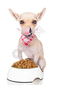 饥饿的狗猎犬舌头营养早餐餐具美食勺子香肠小狗烹饪图片