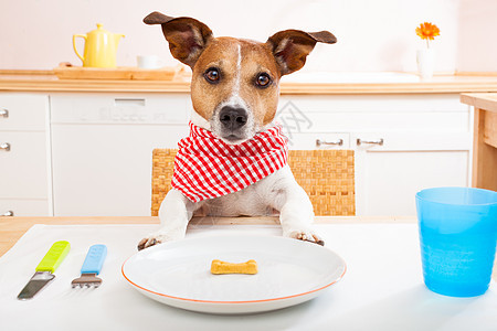 饥饿的狗桌子早餐菜单勺子饮食刀具损失烹饪减肥猎犬图片