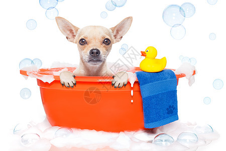 狗在洗澡浴室洗涤鸭子宠物浴缸猎犬淋浴沙龙毛巾护发素图片