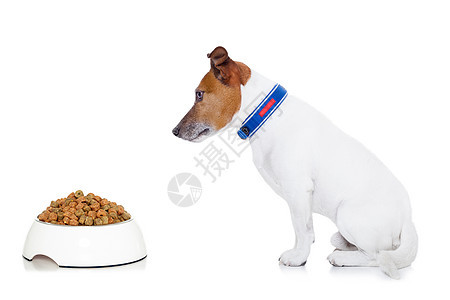 饥饿的狗饮食营养动物食物盘子犬类早餐小狗毛皮婴儿图片