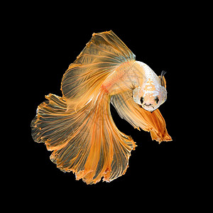 Betta 鱼的特写艺术运动 黑色背景中孤立的暹罗斗鱼 美术设计理念锦鲤眼睛宠物热带异国连体橙子芨芨草野生动物斗争图片