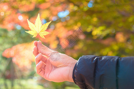 亚洲旅游者在日本京都持有秋天黄色的绿叶 底片上含模糊的红树图片