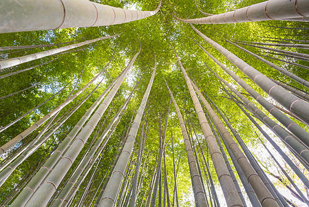 日本京都晨光灿烂的竹林上升角太阳森林木头竹子热带观光日出生长旅行树林图片