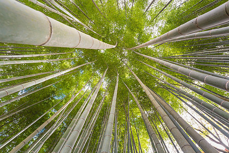 日本京都晨光灿烂的竹林上升角生长小路木头竹纹太阳植物群花园日出旅行热带图片
