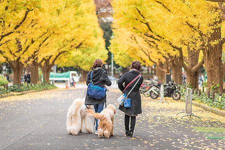 日本东京的旅游者图片