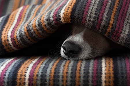 生病或睡觉的狗小憩毯子宠物兽医鼻子午休温度睡眠床单忠诚图片