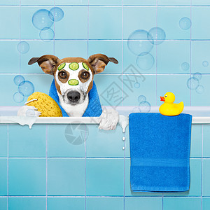 淋浴中的狗狗卫生猎犬润肤窗帘洗澡沙龙气泡治疗洗发水护理图片