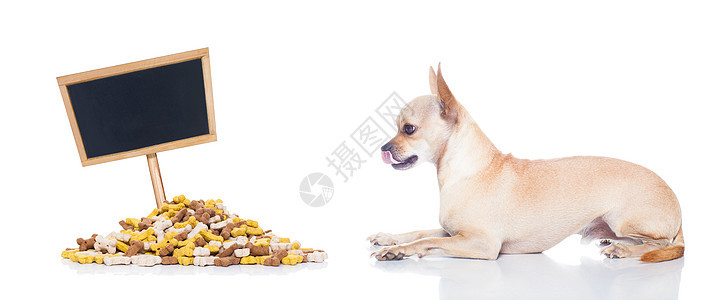 带碗的饥饿狗控制板早餐猎犬标语小狗饥饿午餐病人婴儿宠物图片
