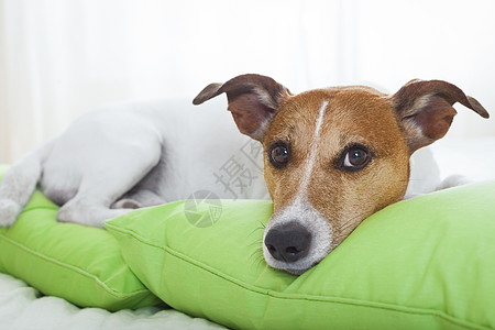 狗在床上朋友医院温度休息兽医宠物幸福小猎犬小憩伴侣图片