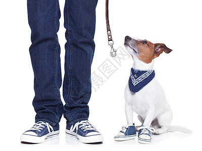 狗和狗警报入口皮带朋友衣领皮革训练犬类动物宠物图片