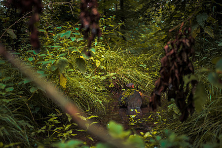 在一个小池塘旁的森林深处图片