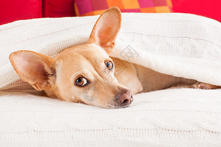生病 生病或睡觉的狗鼻子宠物午休宿醉乐趣小猎犬睡眠温度枕头兽医图片