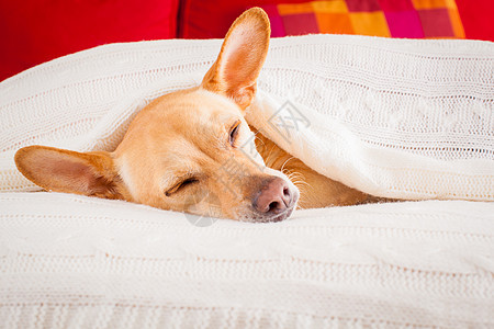 生病 生病或睡觉的狗乐趣鼻子卧室宠物宿醉枕头午休睡眠兽医床单图片