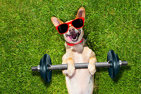 个人训练员运动健身犬公园培训师玩具力量动物运动员肌肉乐趣草地训练图片