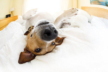 躺在床上休息和放松日梦的狗毯子睡眠乐趣宿醉猎犬温度蜜月疼痛说谎枕头图片