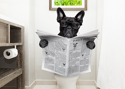 狗在马桶座椅阅读报纸上座位斗牛犬杂志排尿隐私小狗刷子洗手间宠物便秘图片