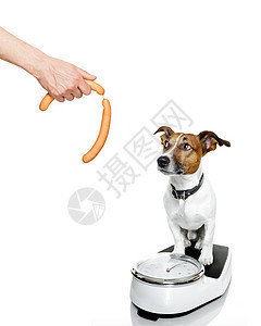 体重超重的狗香肠减肥饮食手指营养重量食物良心罪恶感肥胖图片