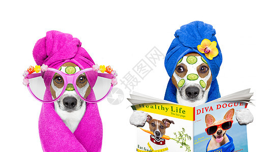 养狗的美容面罩健康温泉桑拿沙龙中心皮肤淋浴润肤横幅宠物奢华杂志图片
