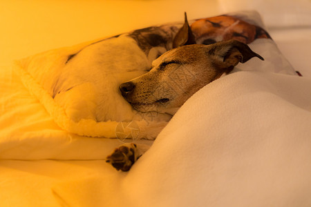 生病 生病或睡觉的狗乐趣宿醉兽医床单枕头小憩疼痛卧室温度睡眠图片