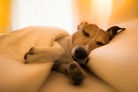 生病 生病或睡觉的狗兽医乐趣小猎犬毯子宠物枕头忠诚午休睡眠小憩图片
