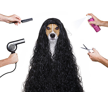 在理发师那里养狗造型师梳子发型宠物发型师发型设计修剪染料烘干机猎犬图片