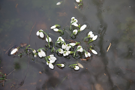 雪花在泥水洪水中喷出鲜花图片