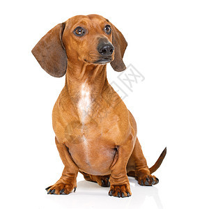 坐着的达克松或香肠狗红色爪子工作室小狗哺乳动物动物宠物白色棕色犬类图片