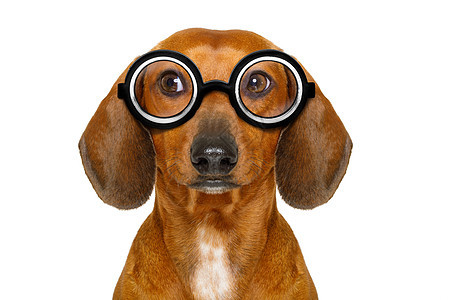 愚蠢的书呆子愚蠢的腊肠犬红色动物宠物小狗眼镜棕色乐趣犬类快乐香肠图片