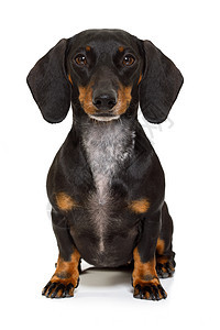 坐着的达克松或香肠狗白色犬类动物棕色红色小狗宠物哺乳动物工作室爪子图片