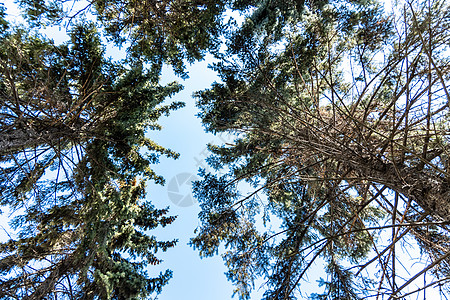 向上看树冠和蓝天空图片