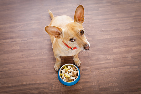 带食物碗的饥饿狗犬类小狗饮食盘子午餐营养重量宠物早餐猎犬图片