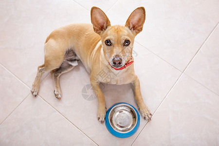 带食物碗的饥饿狗午餐饼干舌头犬类营养乐趣猎犬小吃小狗饮食图片