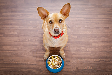 带食物碗的饥饿狗早餐重量犬类猎犬小吃乐趣盘子饥饿营养饮食图片