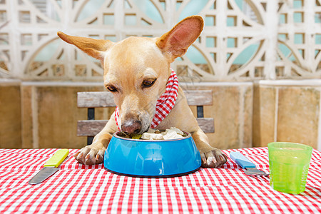 狗吃肉狗狗用饭碗和食物碗一起吃餐桌饥饿盘子营养餐具宠物刀具美食桌子小狗用餐背景