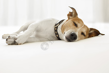 生病 生病或睡觉的狗乐趣午休鼻子床单毯子枕头小猎犬卧室睡眠疼痛图片