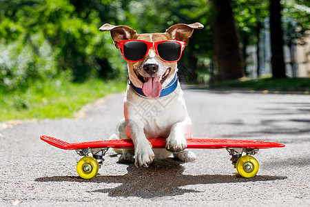 滑板上的溜冰犬培训师滑冰动物速度闲暇运动青少年宠物乐趣教育图片