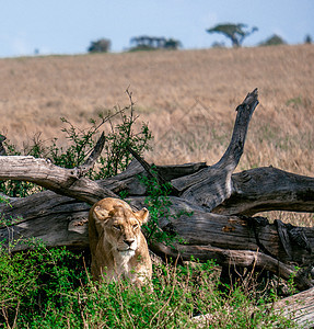 漫步的狮子 看镜头     坦桑尼亚 塞伦盖蒂国家公园图片