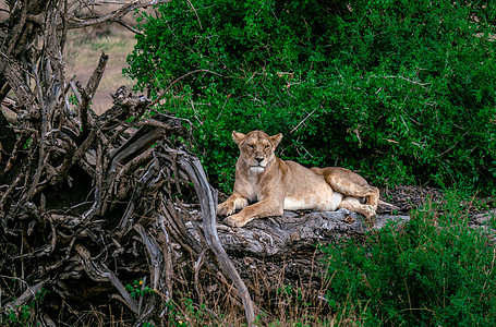 躺在树干上的狮子座——坦桑尼亚塞伦盖蒂国家公园图片