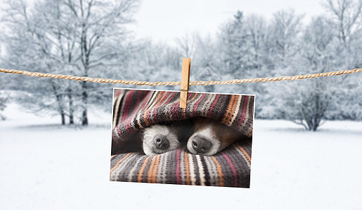 冬天狗在绳子上的可爱照片友谊情人拥抱忠诚细绳宠物朋友衣夹夫妻幸福图片