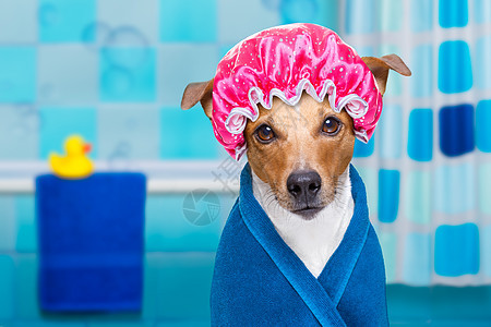 或在乐园或福利泉中吃狗的果子头发海绵鸭子疙瘩浴室猎犬哈巴狗温泉宠物皮肤图片