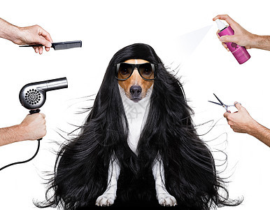 在理发师那里养狗猎犬沙龙发型师发型发胶吹风机造型师修剪烘干机美容师图片