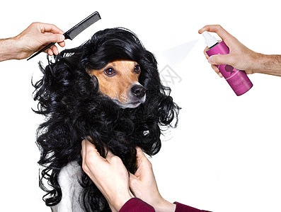 在理发师那里养狗造型师卷发器美容师假发沙龙发型发型师温泉太阳镜宠物图片